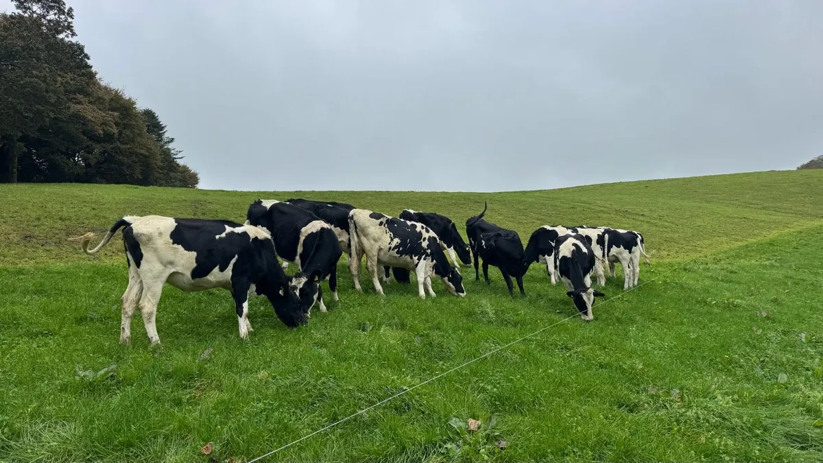 Pedigree Incalf Heifers - Image 2