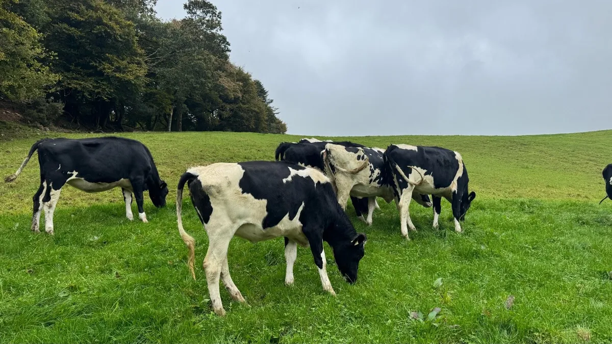 Pedigree Incalf Heifers - Image 3