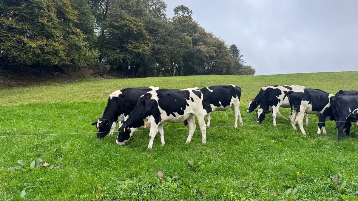 Pedigree Incalf Heifers - Image 4