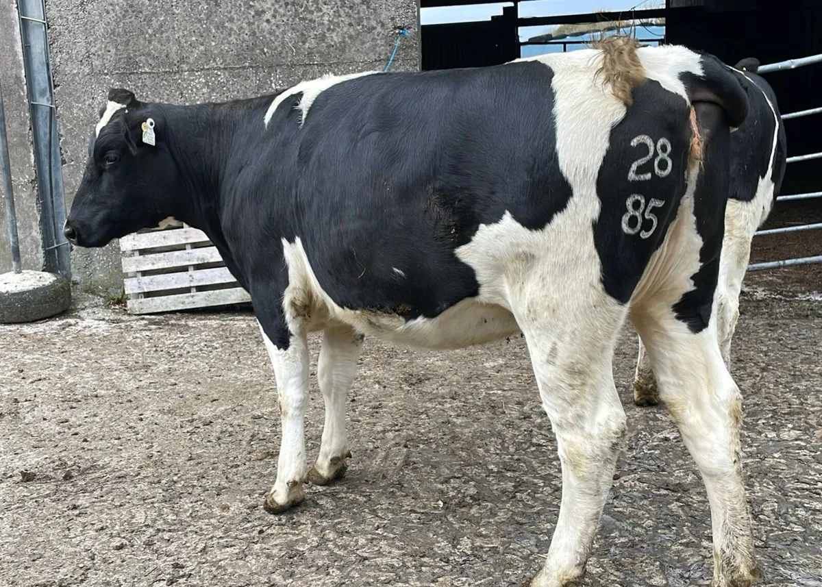 PURE FRIESIAN SEMINAR & SHOWCASE SALE - Image 4