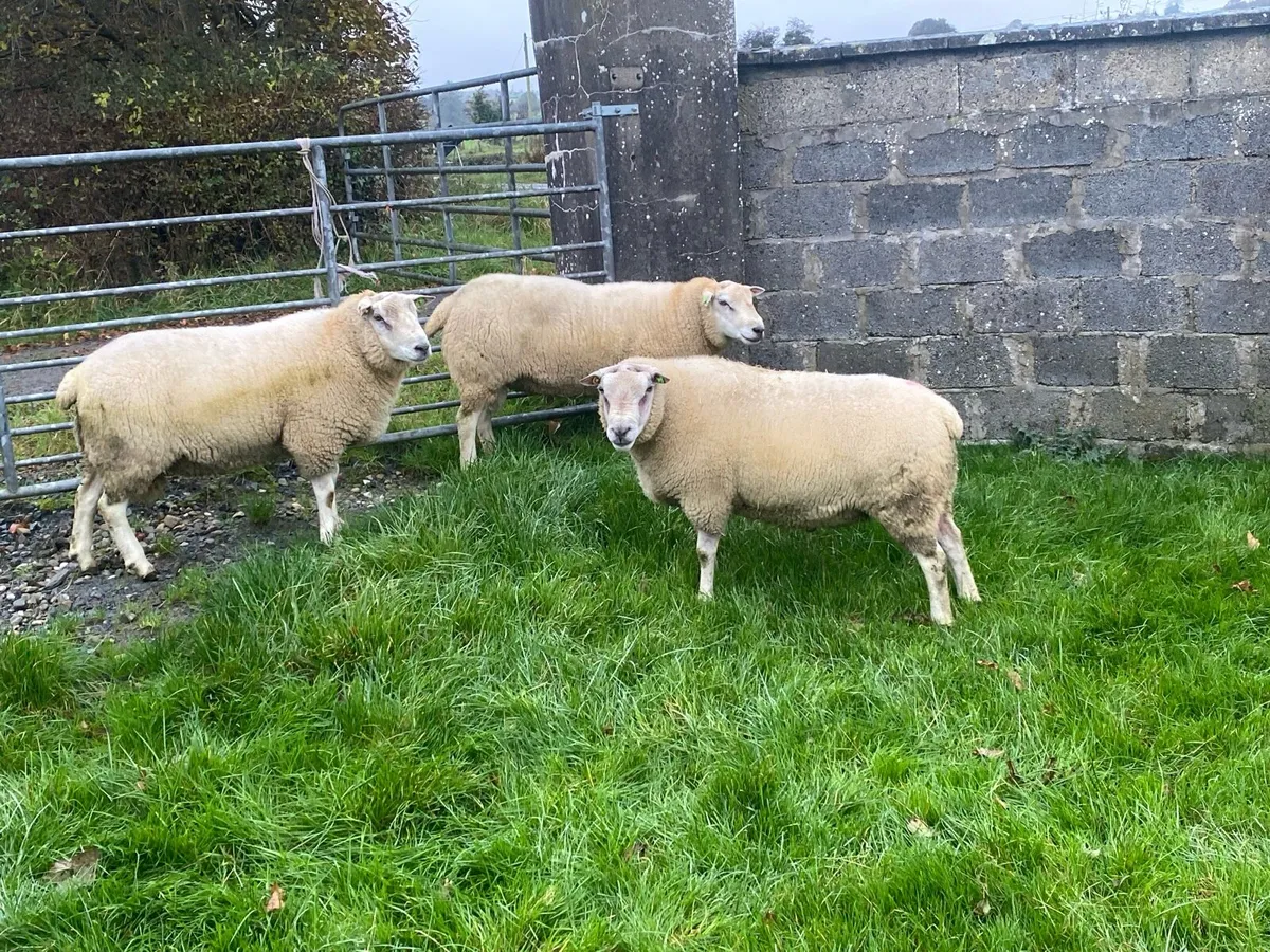 PBR Belclare rams - Image 2