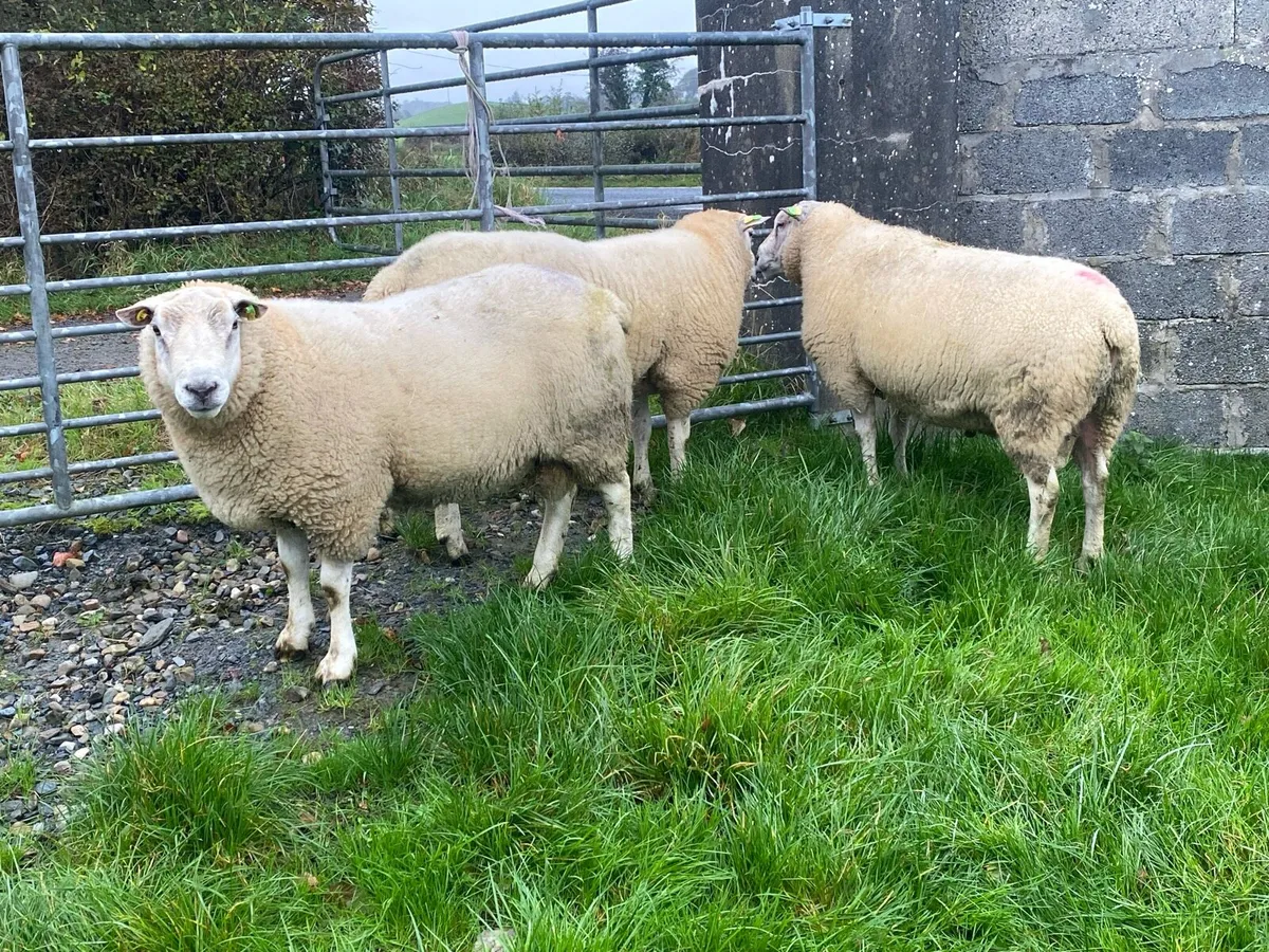 PBR Belclare rams - Image 3