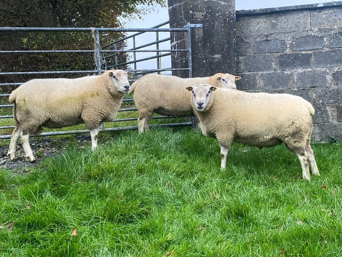 PBR Belclare rams - Image 4