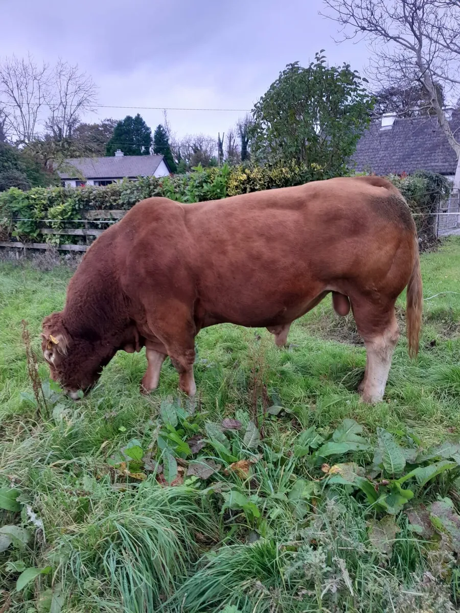 Pb Limousin bull - Image 1