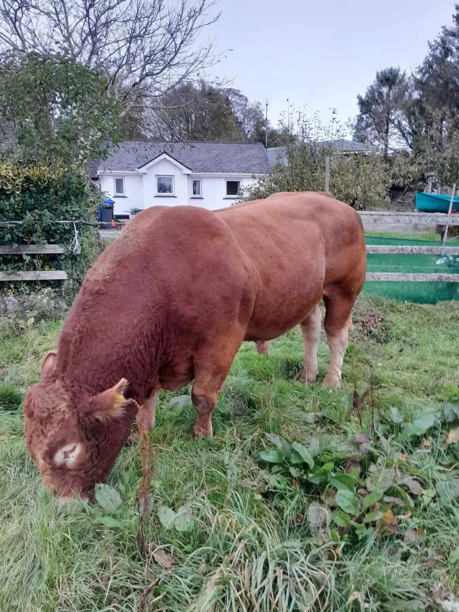 Pb Limousin bull - Image 2