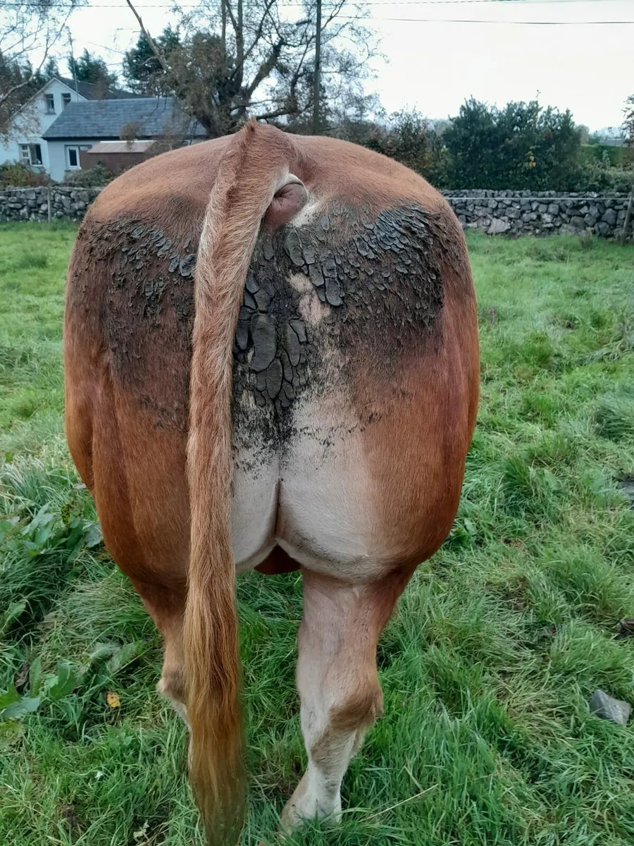 Pb Limousin bull - Image 3