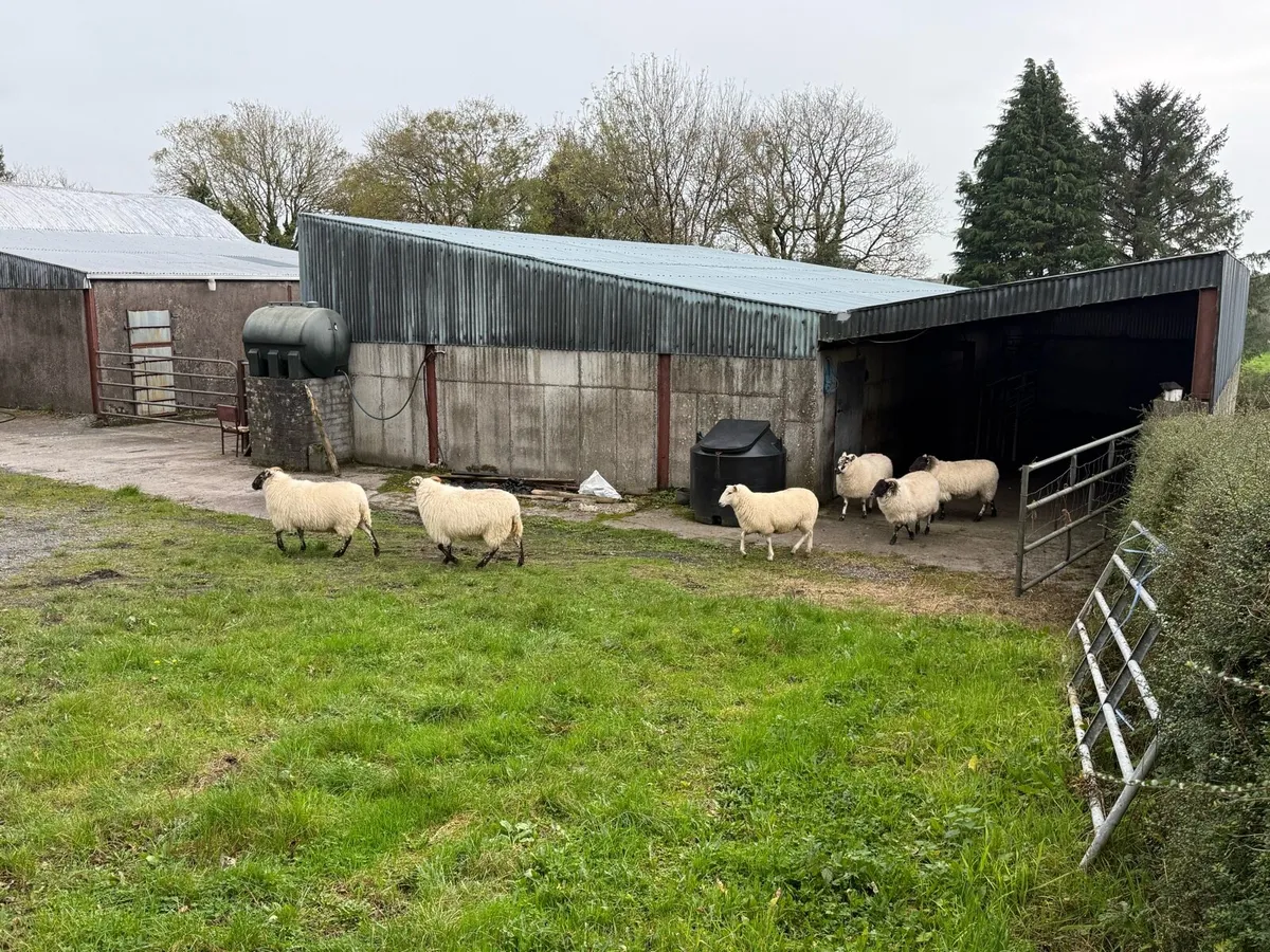 Texel cheviot ewe hoggets 6 - Image 1