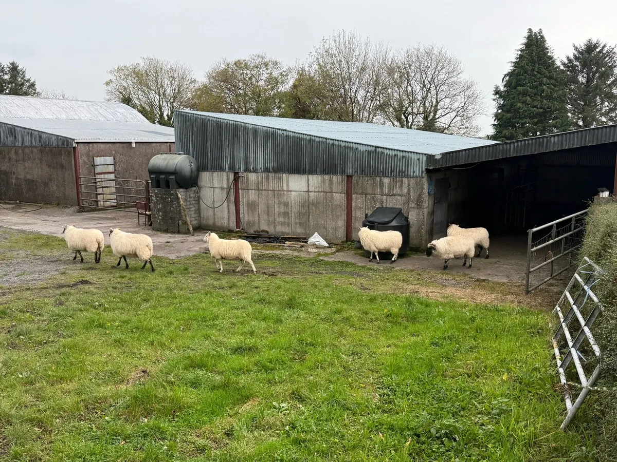 Texel cheviot ewe hoggets 6 - Image 2
