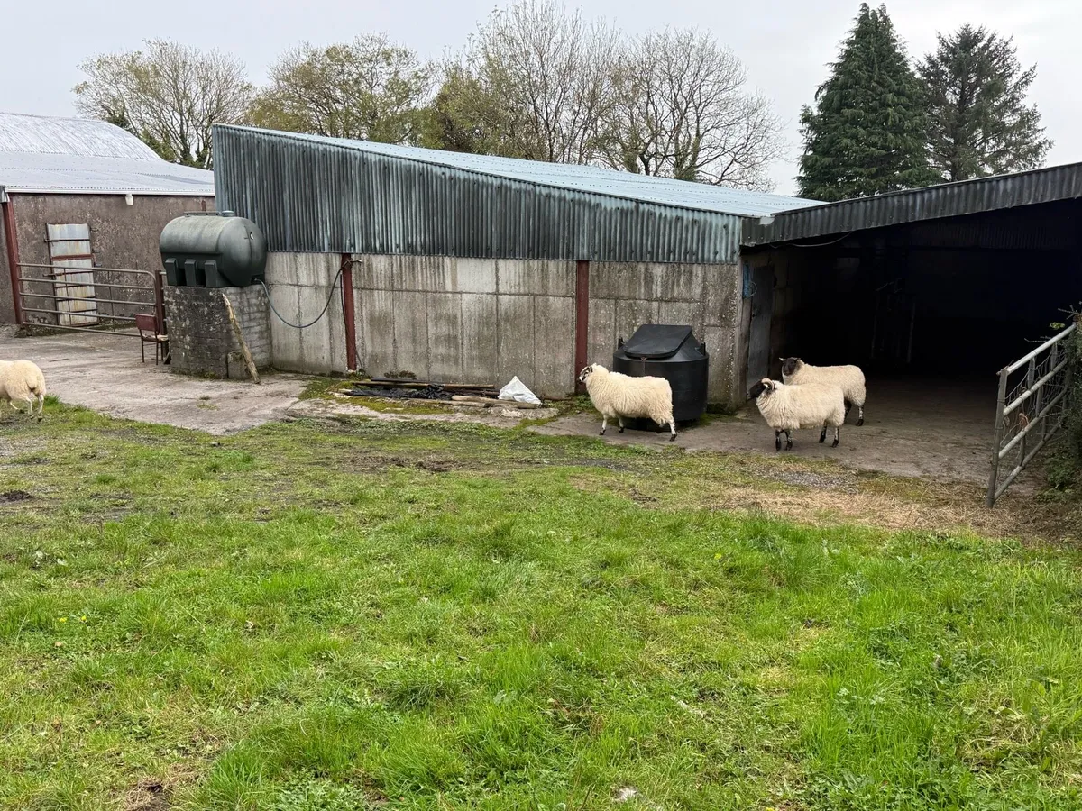 Texel cheviot ewe hoggets 6 - Image 3