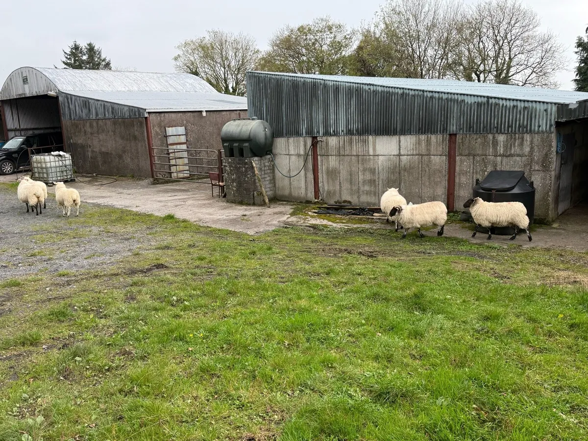 Texel cheviot ewe hoggets 6 - Image 4
