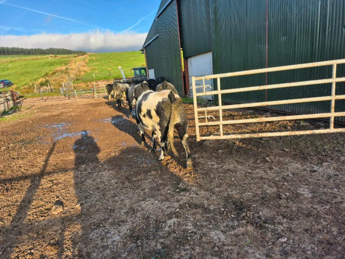 Beef short horn heifers - Image 1