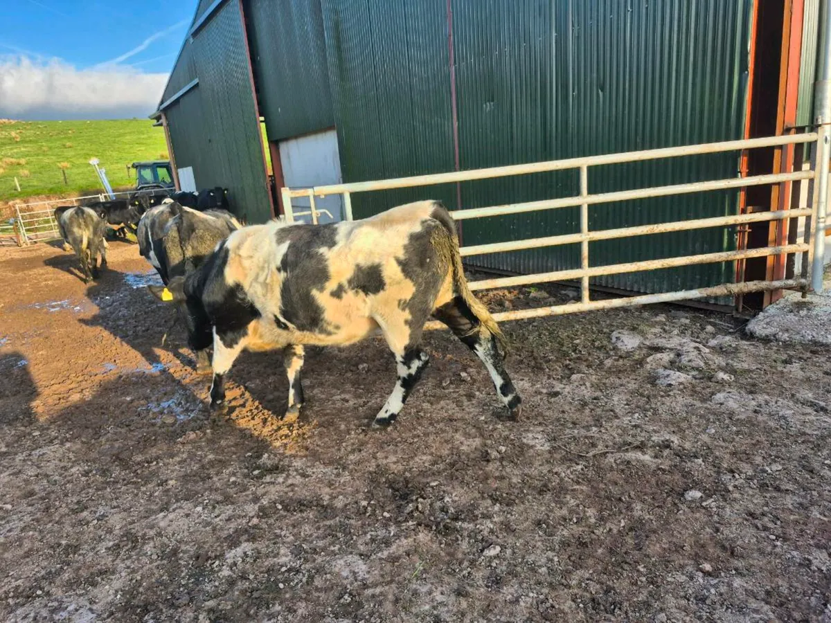 Beef short horn heifers - Image 2