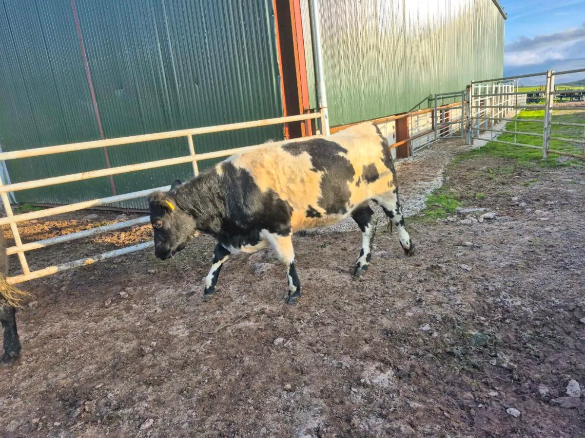 Beef short horn heifers - Image 3