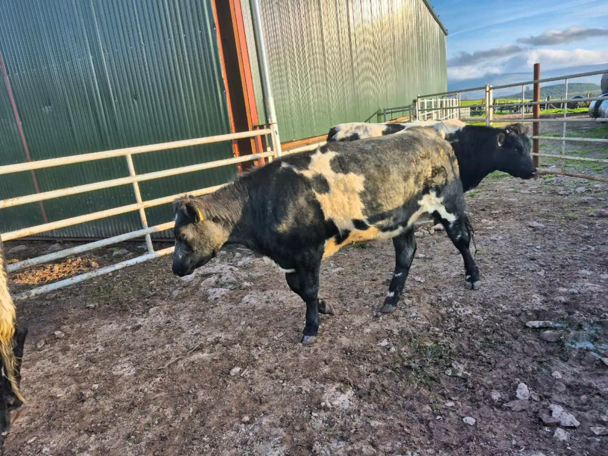 Beef short horn heifers - Image 4