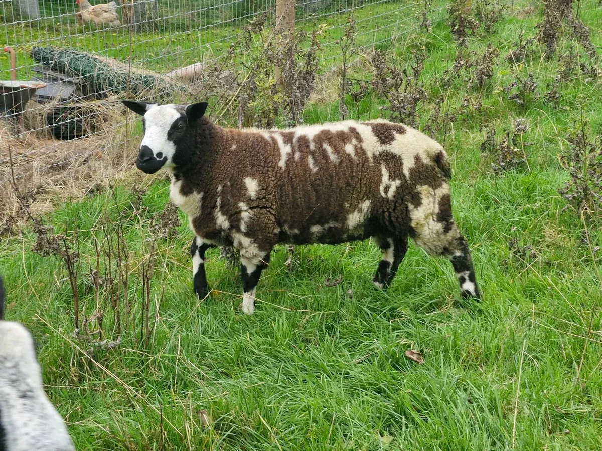 2 Dutch Spotted Ram Lambs - Image 1