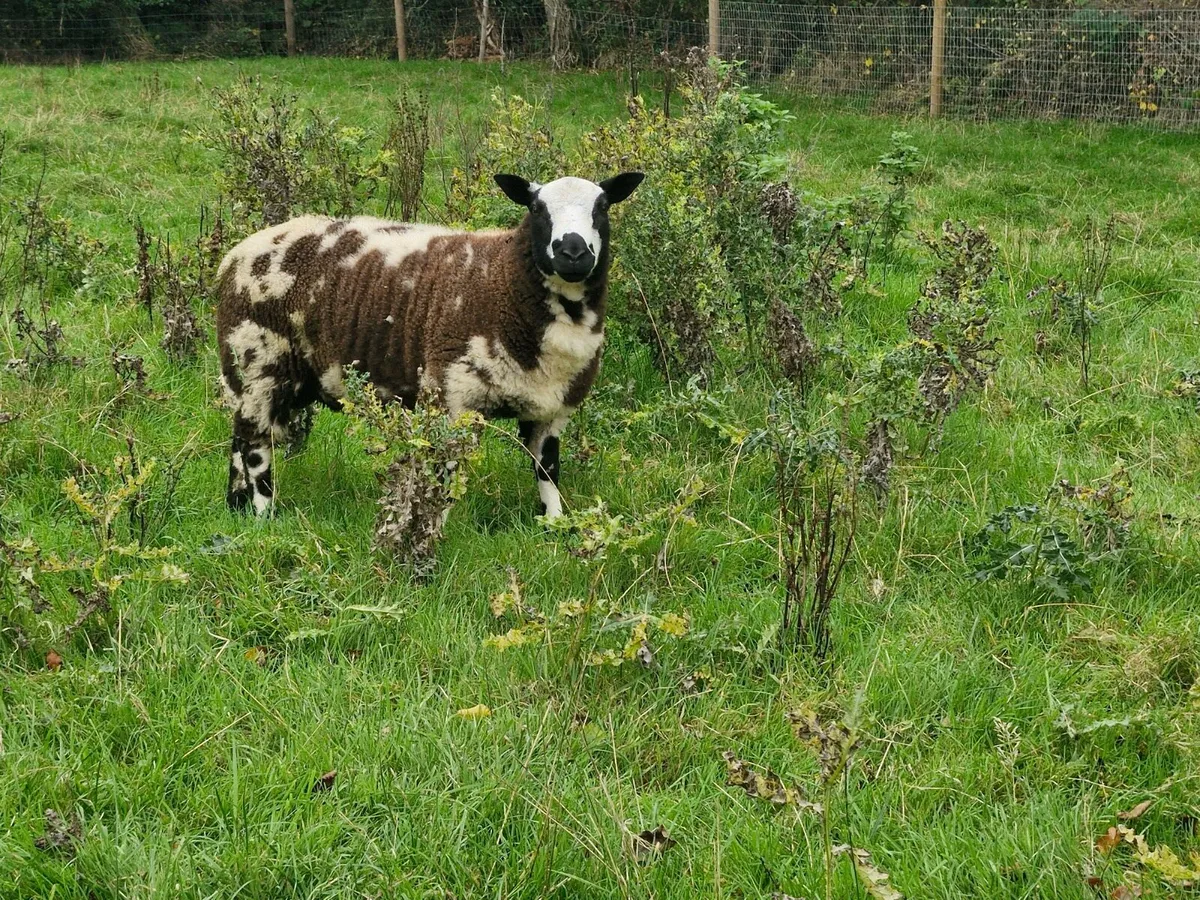 2 Dutch Spotted Ram Lambs - Image 2