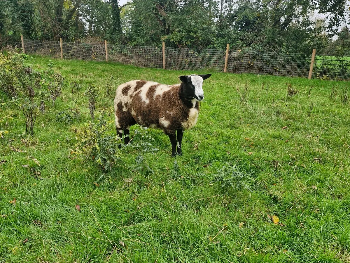 2 Dutch Spotted Ram Lambs - Image 3
