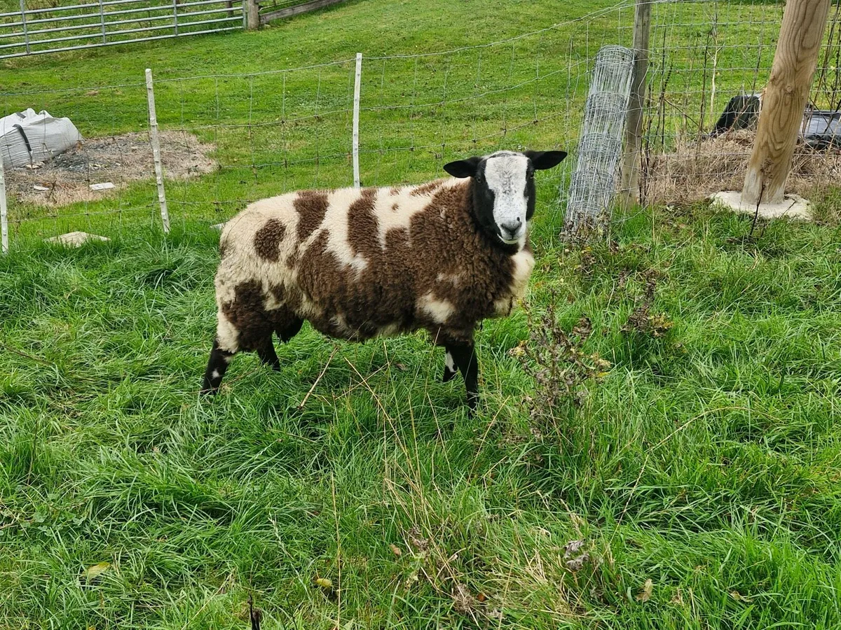 2 Dutch Spotted Ram Lambs - Image 4