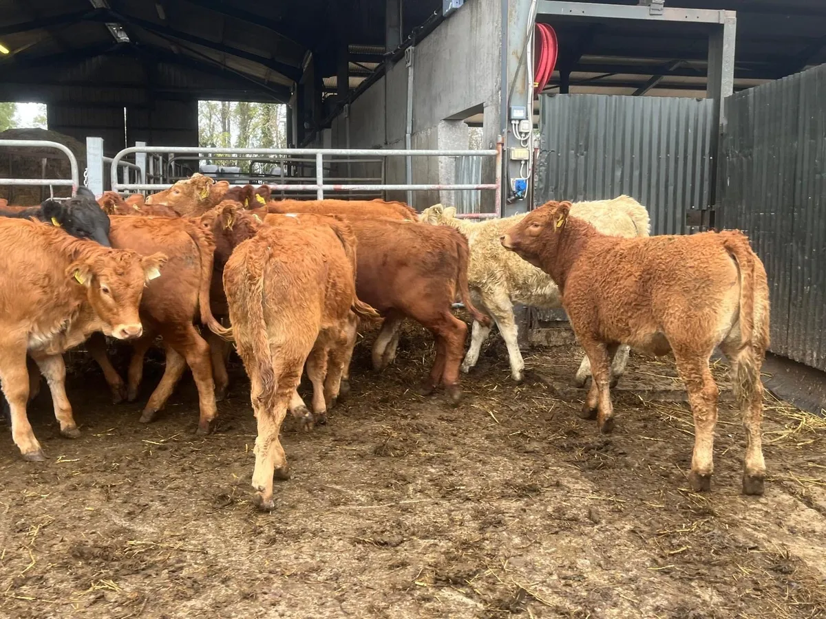 15 super 280 kg limosin heifer weanlings - Image 1