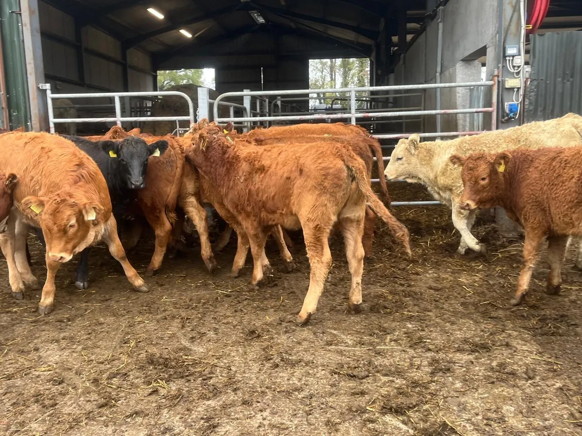 15 super 280 kg limosin heifer weanlings - Image 2