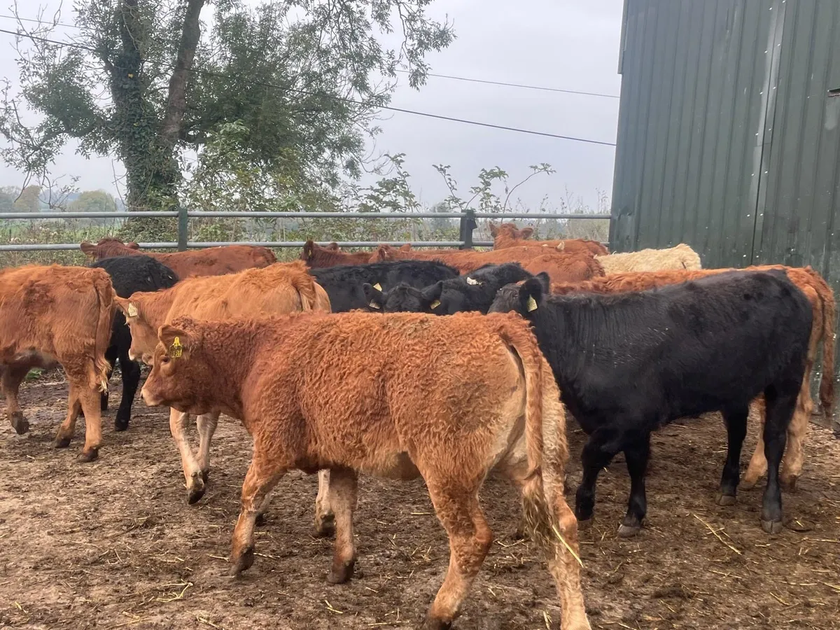 15 super 280 kg limosin heifer weanlings - Image 3