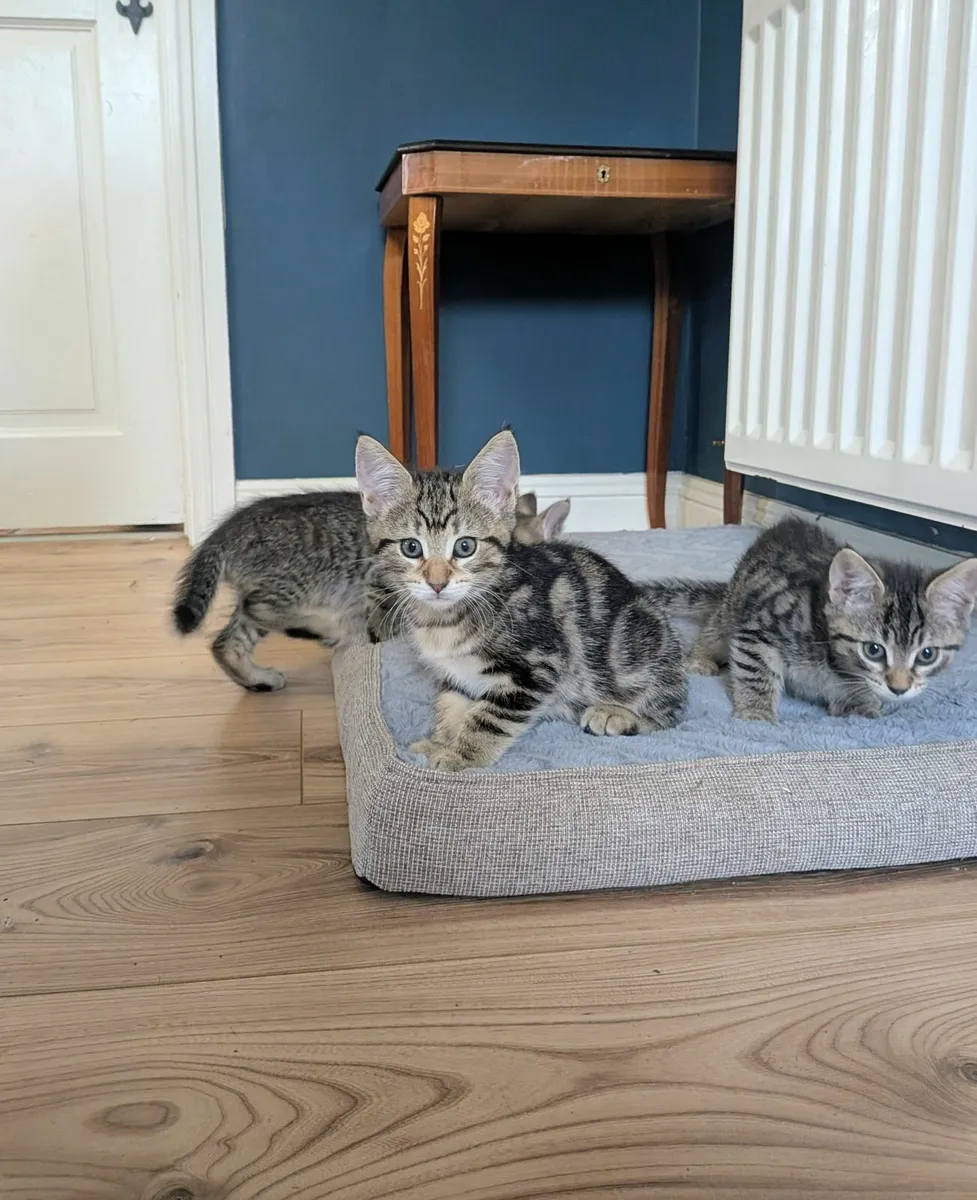 Adorable Maine Coon Cross Kittens - Image 2
