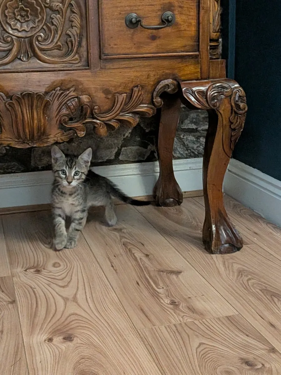 Adorable Maine Coon Cross Kittens - Image 3
