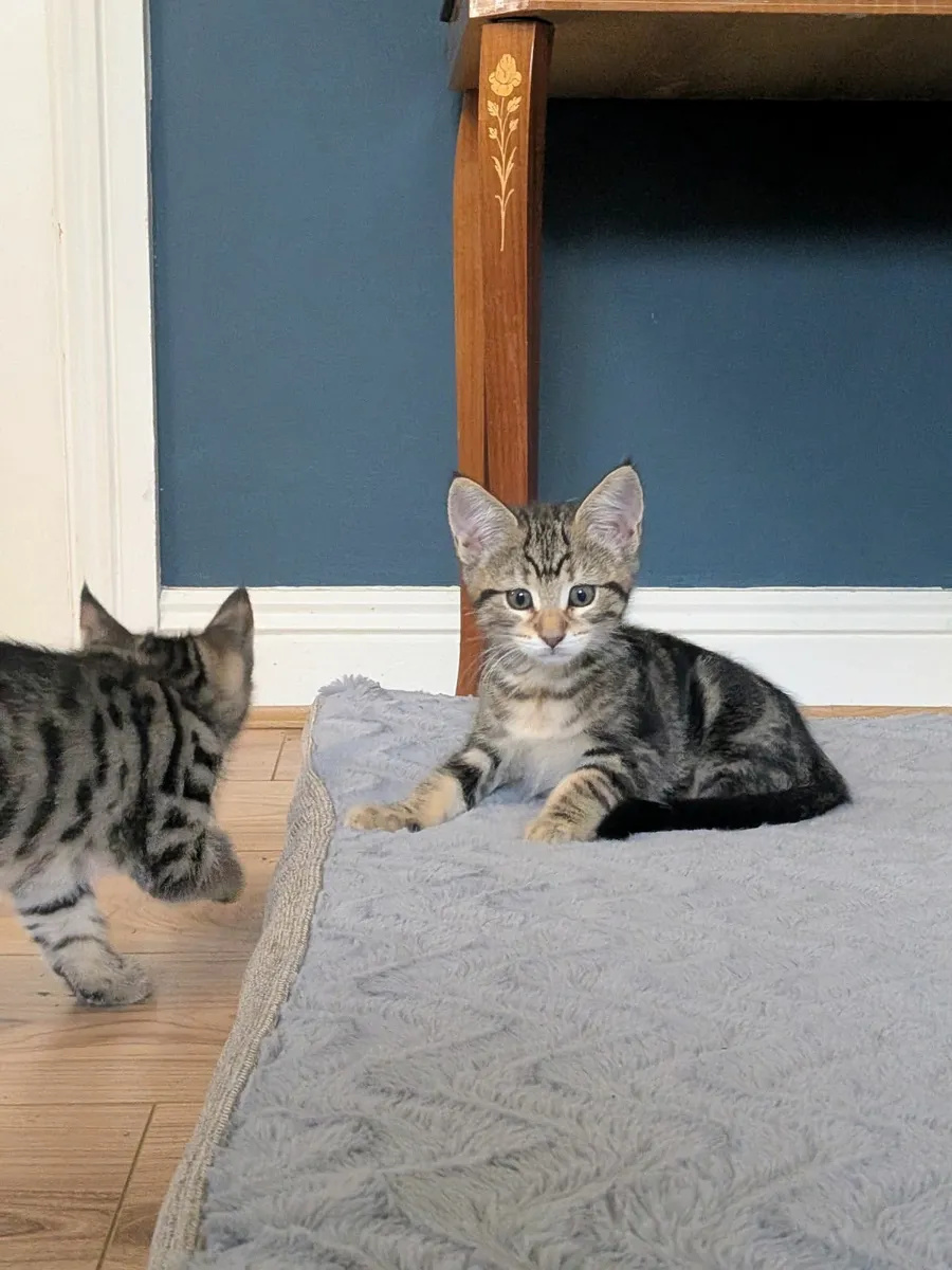 Adorable Maine Coon Cross Kittens - Image 4