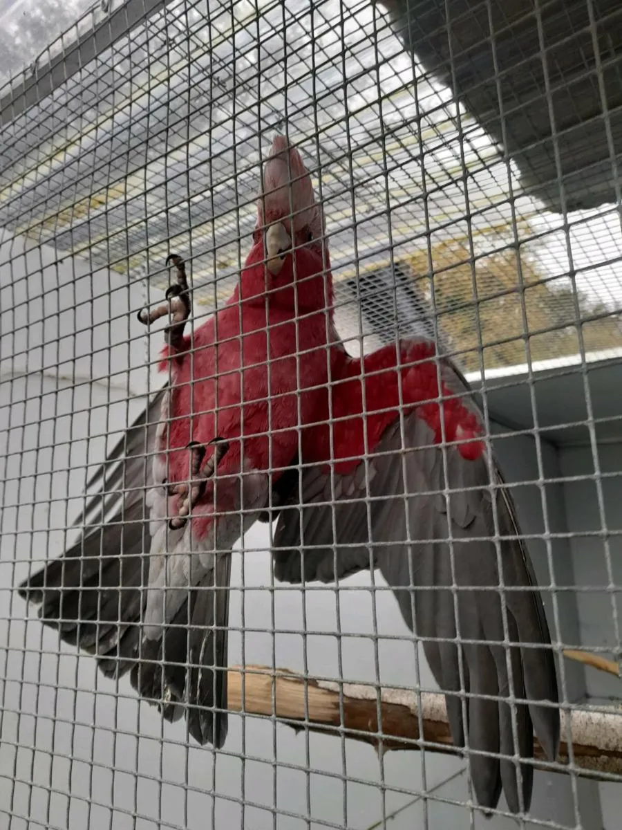 Galah - Image 1