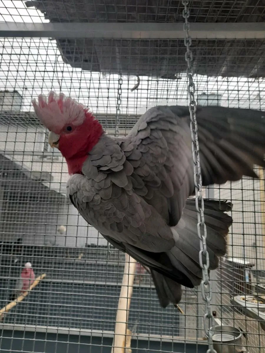Galah - Image 2
