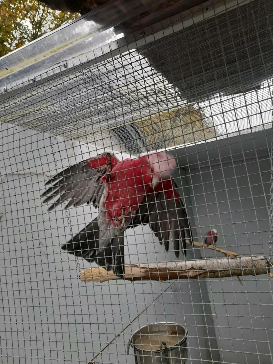Galah - Image 3
