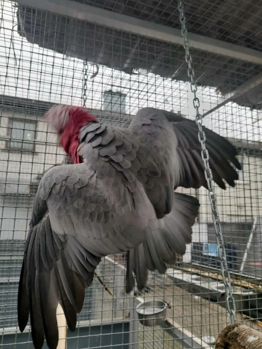 Galah - Image 4
