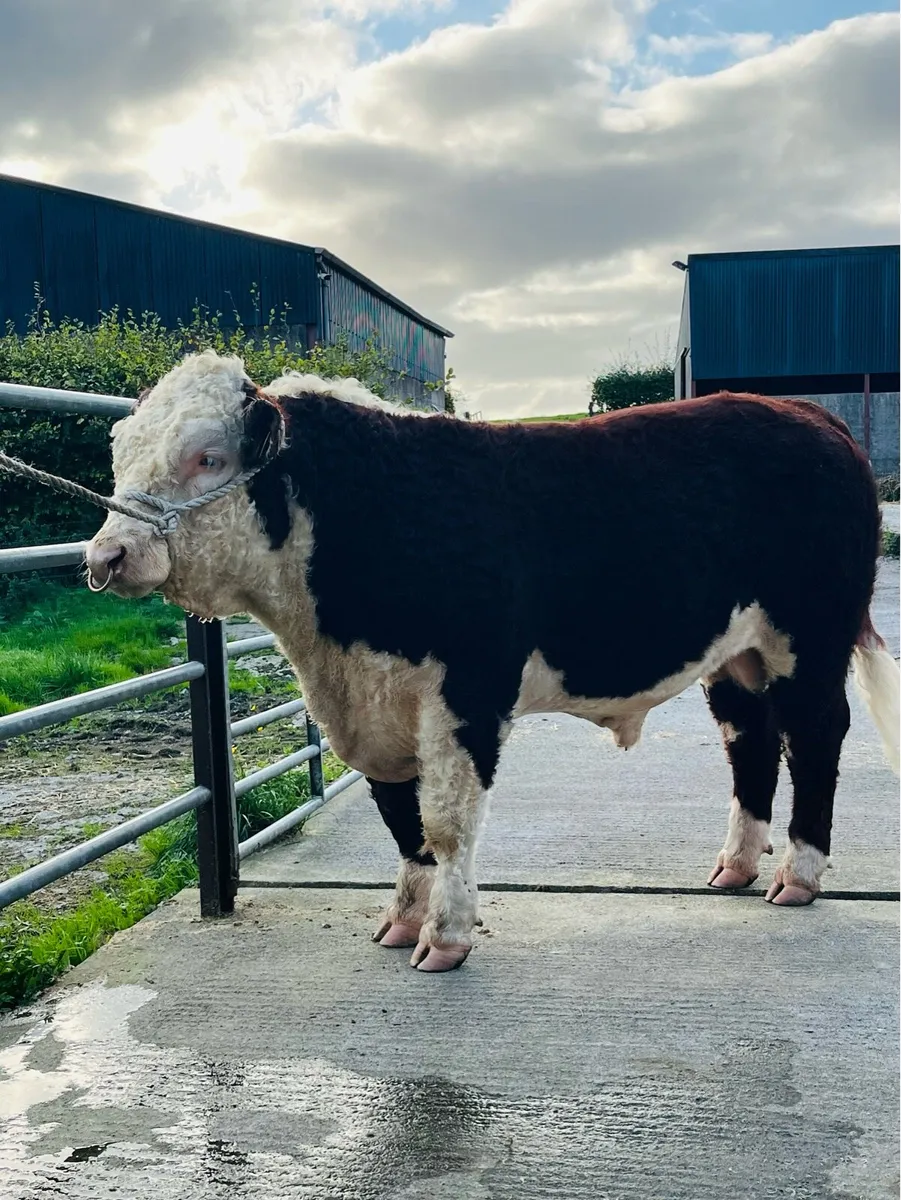 Hereford Bull - Image 1