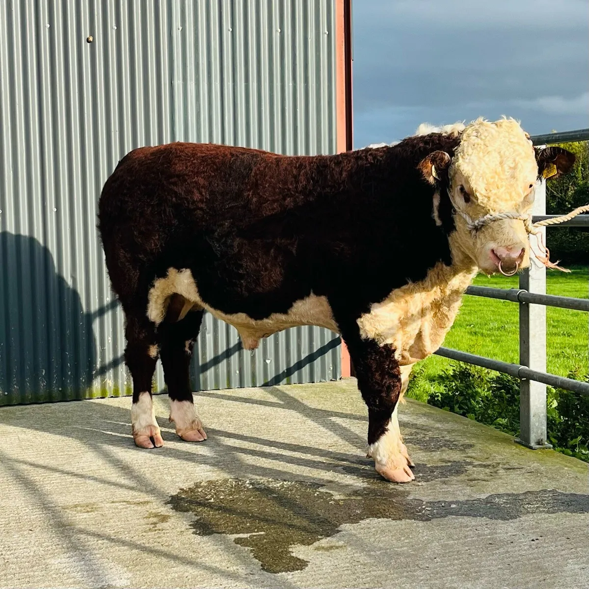 Hereford Bull - Image 2