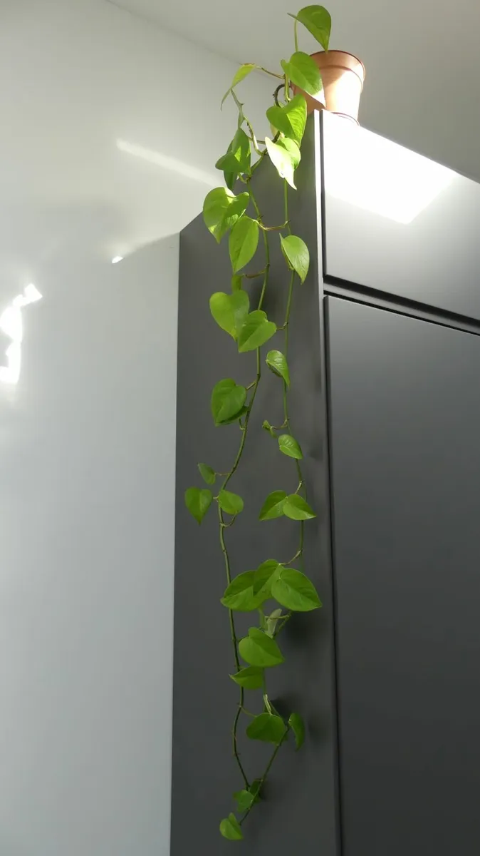 Indoor plants (dracaneas, pothos, spider plant...) - Image 2