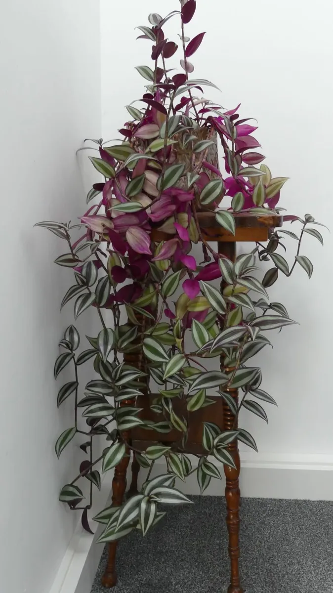 Indoor plants (dracaneas, pothos, spider plant...) - Image 3