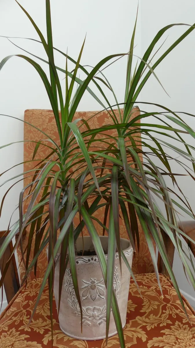 Indoor plants (dracaneas, pothos, spider plant...) - Image 1