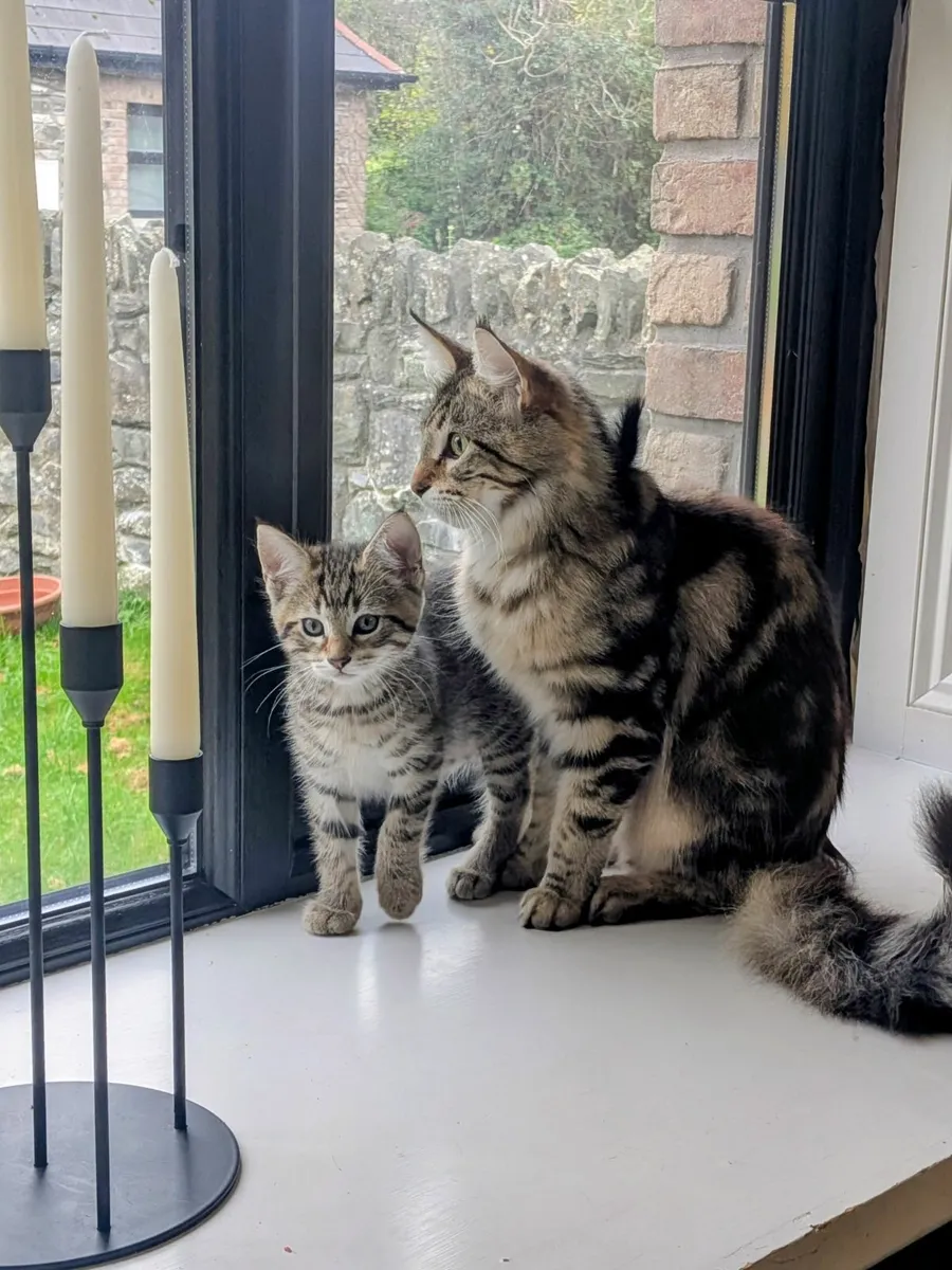 Adorable Maine Coon Cross Kittens - Image 1