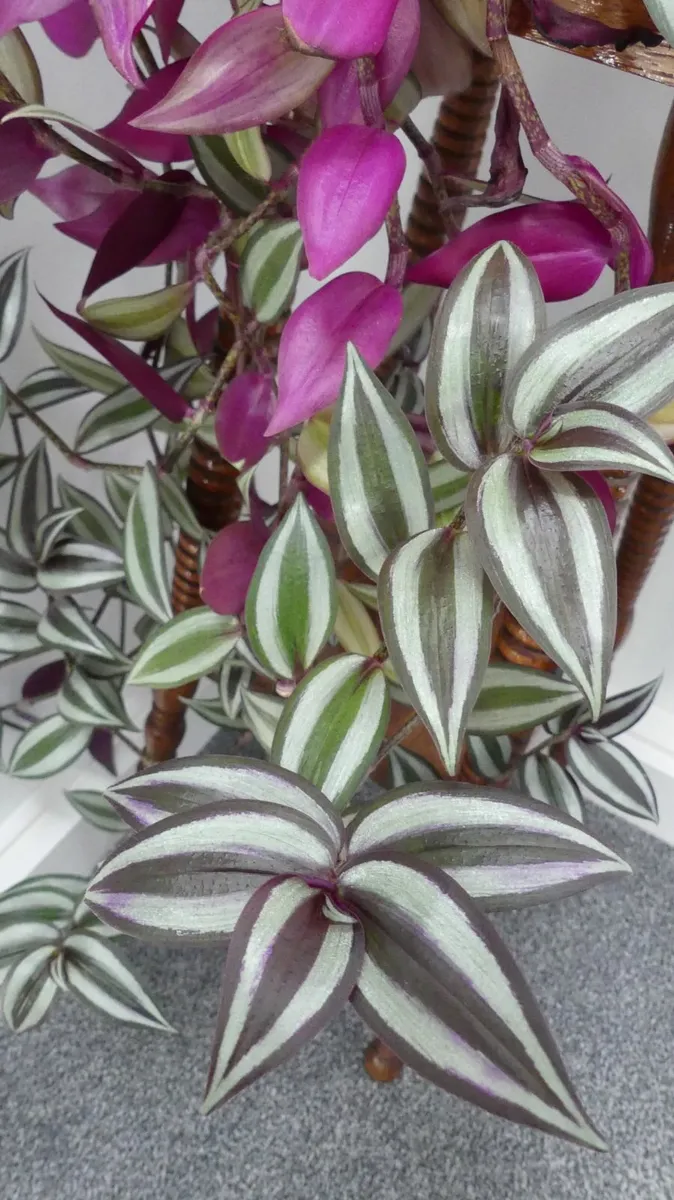 Indoor plants (dracaneas, pothos, spider plant...) - Image 4