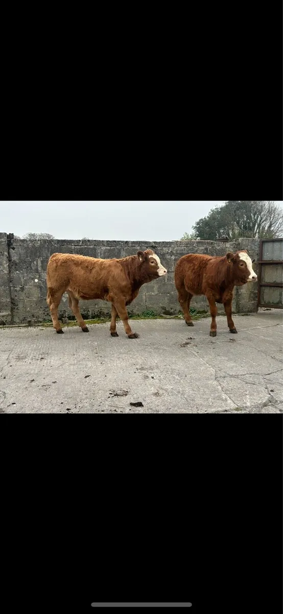 Organic weanling full symbol - Image 1