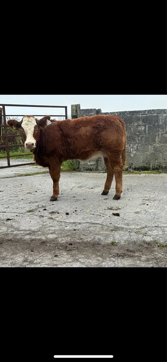 Organic weanling full symbol - Image 2