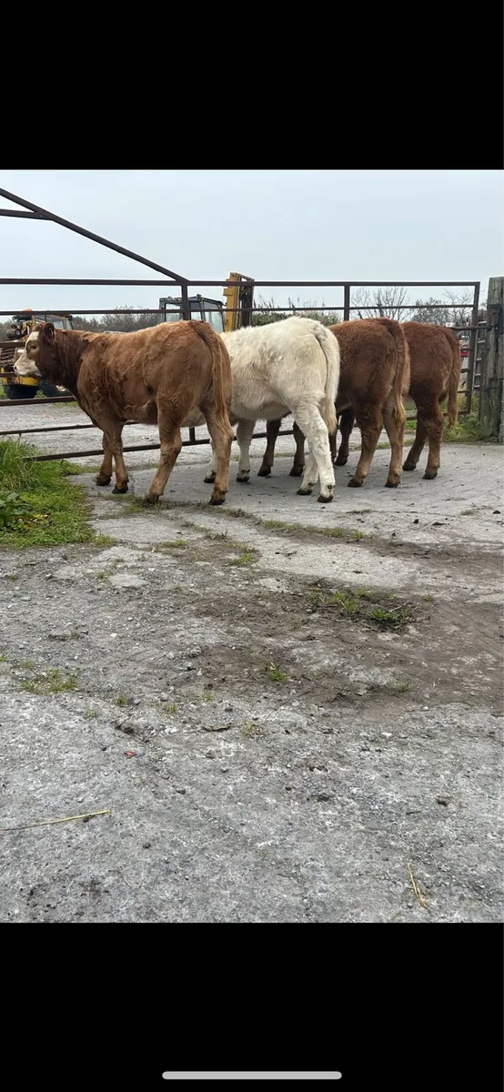 Organic weanling full symbol - Image 3