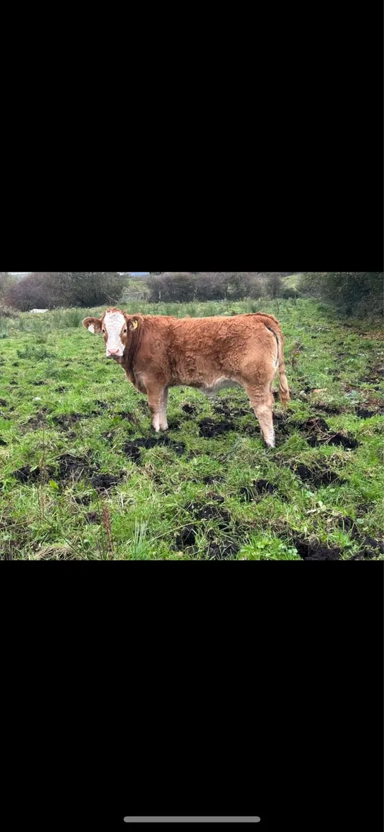 Organic weanling full symbol - Image 4