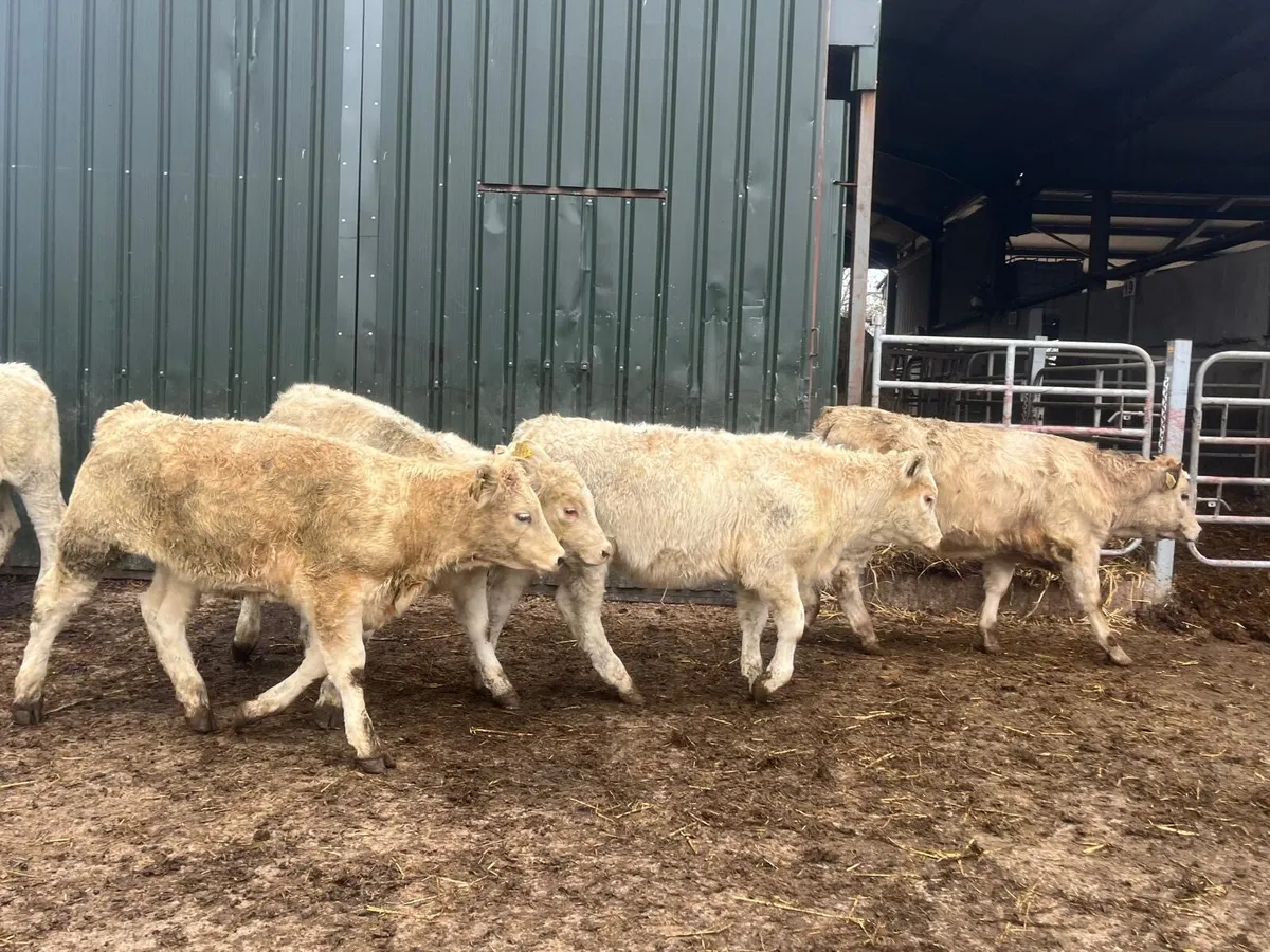 8 super  charlaois heifer weanlings - Image 1