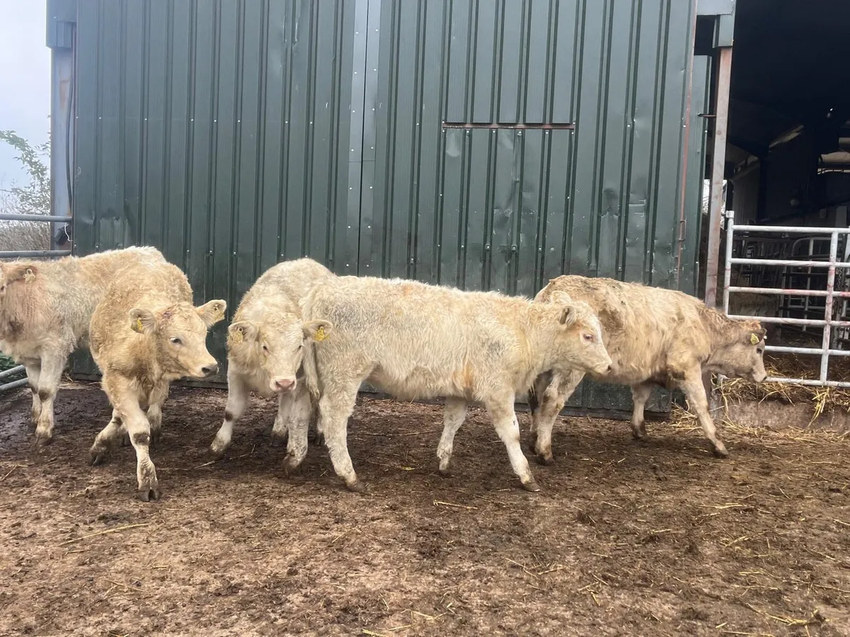 8 super  charlaois heifer weanlings - Image 2