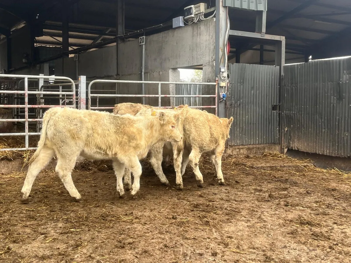 8 super  charlaois heifer weanlings - Image 3