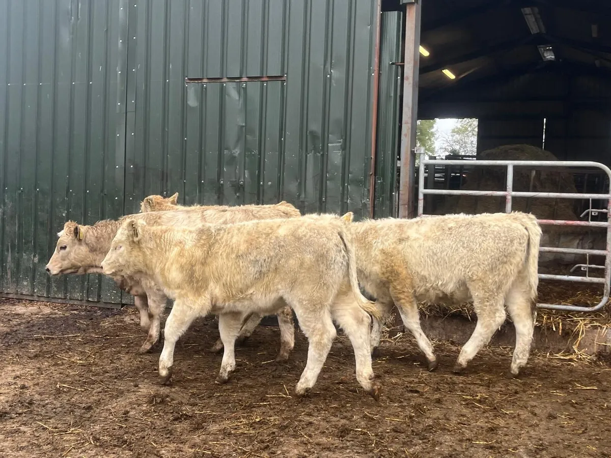 8 super  charlaois heifer weanlings - Image 4