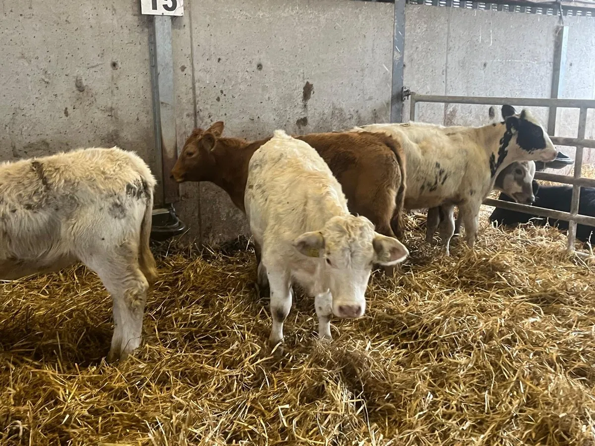 5 super continental weanling heifers - Image 1