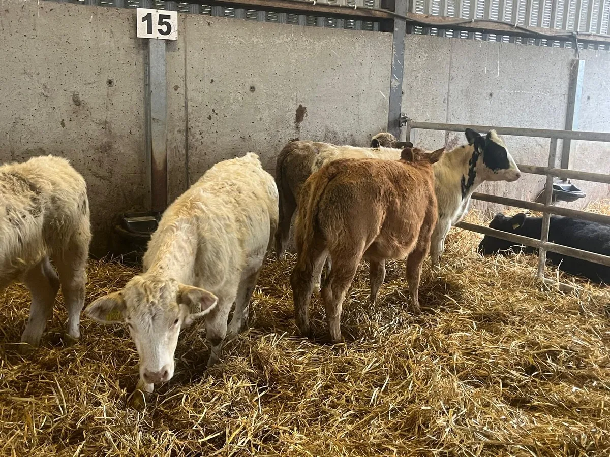 5 super continental weanling heifers - Image 2