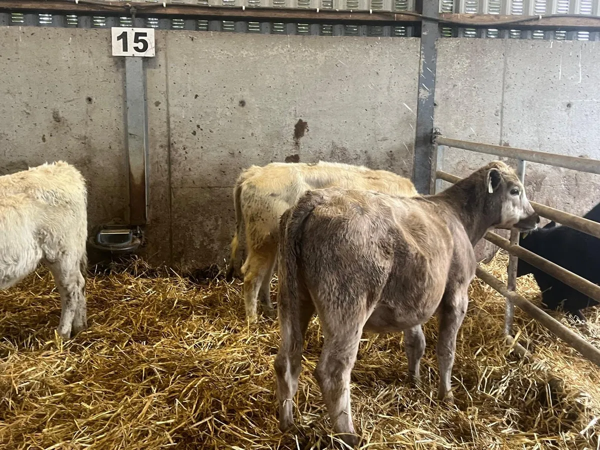 5 super continental weanling heifers - Image 3